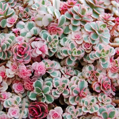 sedum-rainbow-blob-