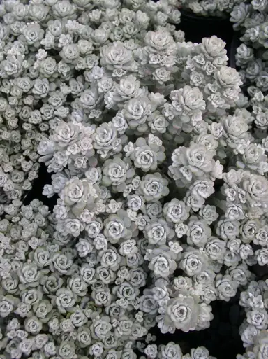 Sedum 'Silver Blob' plant with grey foliage.