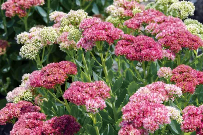 sedum-autumn-joy-2