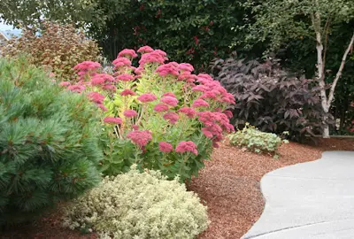 sedum-autumn-joy-3