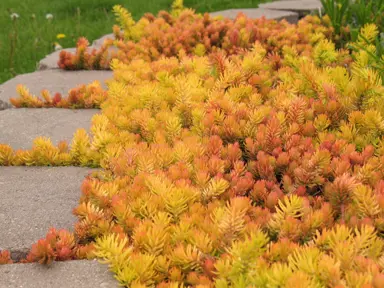 sedum-angelina-