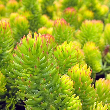 sedum-angelina-3