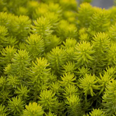 sedum-angelina-5