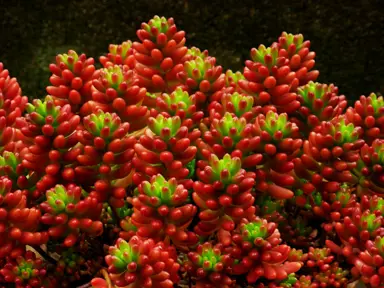 sedum-rubrotinctum-