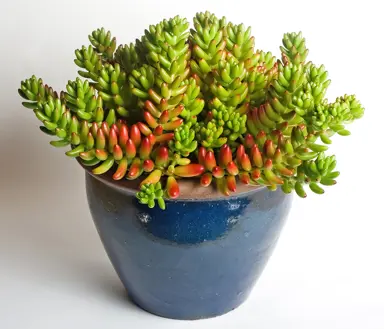 sedum-rubrotinctum-1