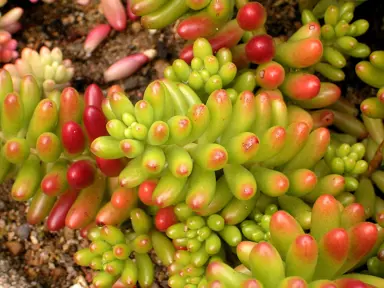 sedum-rubrotinctum-2