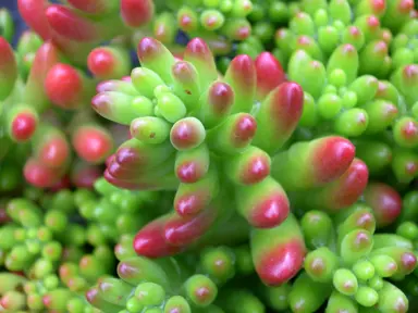 sedum-rubrotinctum-3