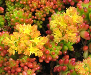 sedum-rubrotinctum-4