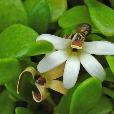 Selliera 'Farewell Spit' plant with green leaves and a white flower.