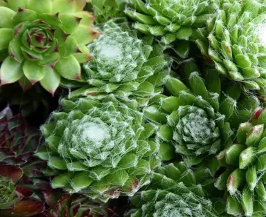 Sempervivum arachnoideum plants.