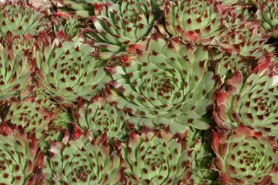 Sempervivum calcareum plants.