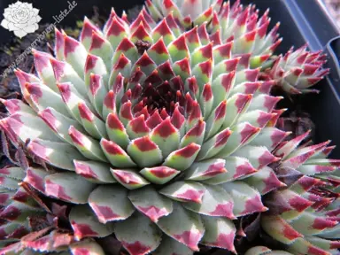 Sempervivum liste succulent.