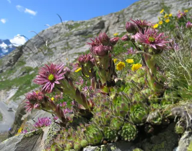 Sempervivum tectorum plants with dark pink flowers.