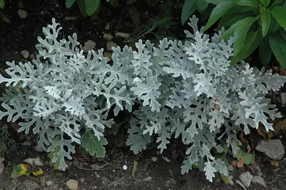 senecio-cineraria--2