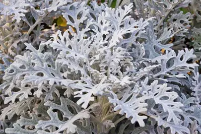 senecio-cineraria-