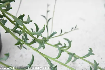 senecio-peregrinus-