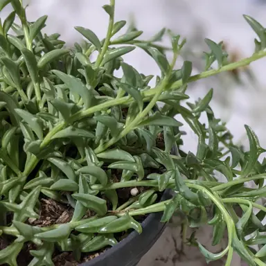 senecio-peregrinus-3