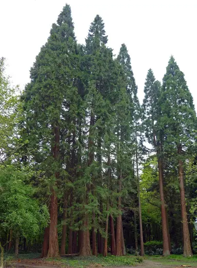 sequoiadendron-giganteum-