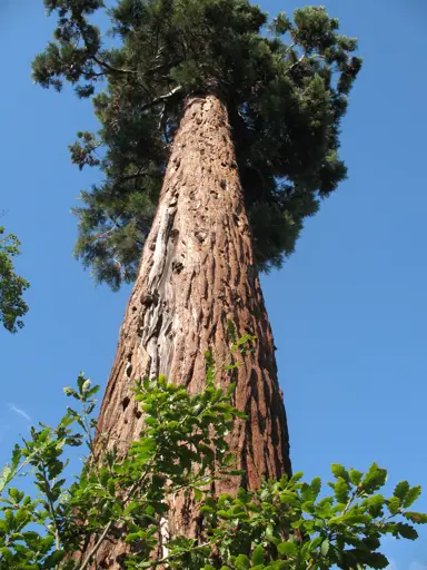 sequoiadendron-giganteum-1