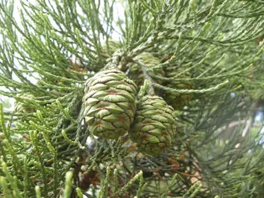 sequoiadendron-giganteum-2