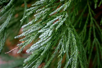 sequoiadendron-giganteum-3