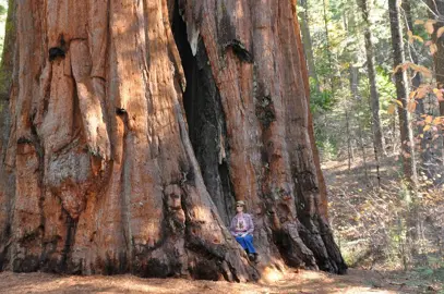 sequoiadendron-giganteum-4