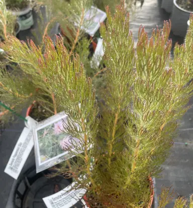 Serruria Peppermint Star plant growing in a pot.