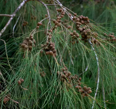 casuarina-cunninghamiana--2