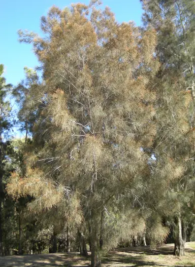 casuarina-cunninghamiana-