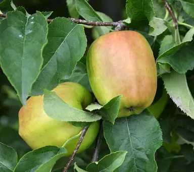 'Sir Prize' apple fruit.