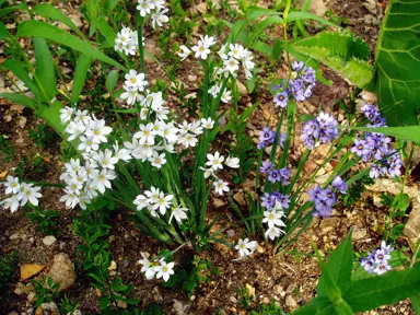 Sisyrinchium albidum plant with white flowers.