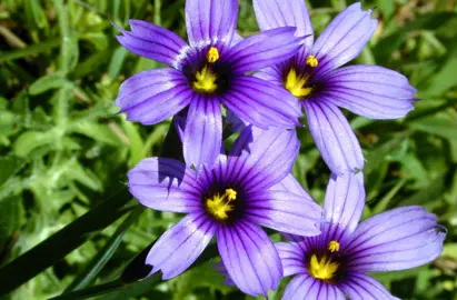 Sisyrinchium bermudiana plant with purple-blue flowers.