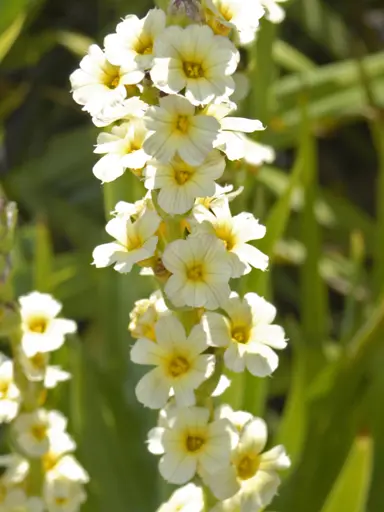 sisyrinchium-striatum-1