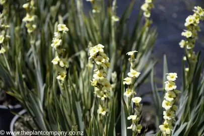 sisyrinchium-striatum-variegatum--2