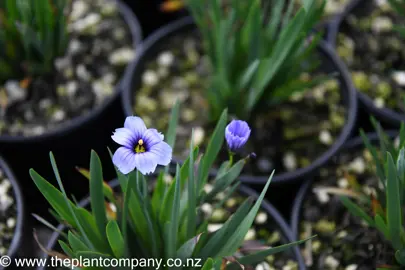 sisyrinchium-devon-skies-1