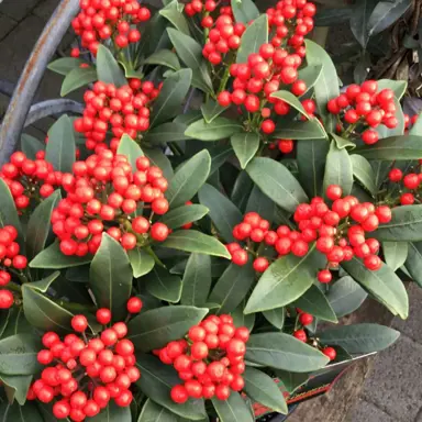 Skimmia japonica female plant with red berries.