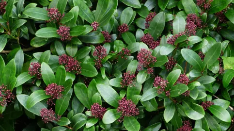 Skimmia japonica 'Rubella' plant with dark red berries.