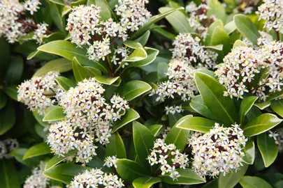 Skimmia japonica plant with green foliage and white flowers.