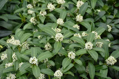 Skimmia reevesiana plant with dark green leaves and white flowers.