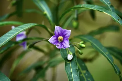 Solanum aviculare shrub with dark green foliage and purple flowers.