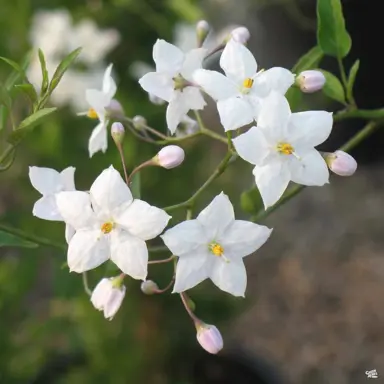 solanum-jasminoides-grandiflora-