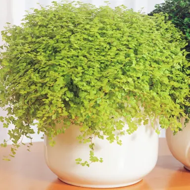 Soleirolia Yellow plant in a pot.