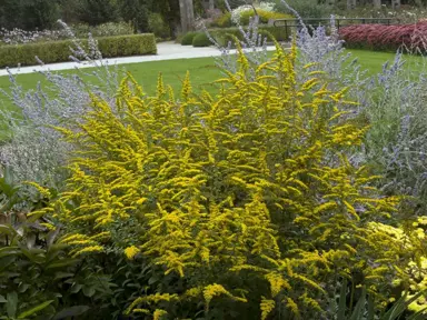 Solidago 'Golden Rod' plant.