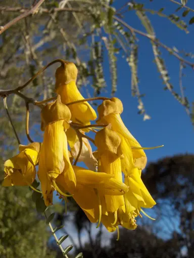 sophora-te-atatu-gold-