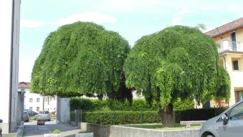 sophora-japonica-pendula-3