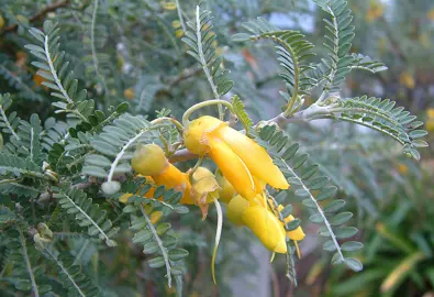 sophora-molloyi-