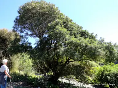 sophora-molloyi-3