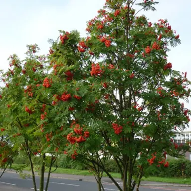 sorbus-aucuparia--1