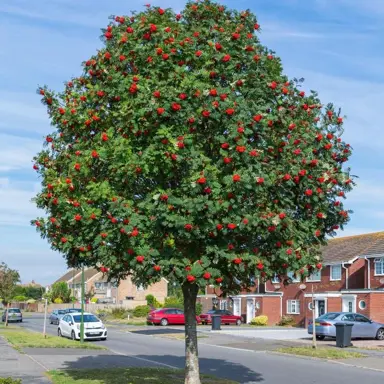 sorbus-aucuparia--2