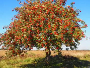 sorbus-scarlet-king-